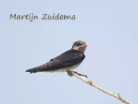 Javaanse zuidzeezwaluw [Hirundo tahitica javanica]